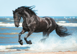 " ФРЕЯ" Пазл 2000 элемент. PZL- 2000/ 45 Навстречу бризу